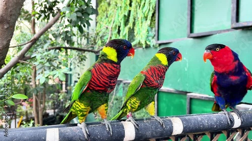 Brightly colored rainbow lorikeets and lory parrots perching on a railing outdoors. Colorful tropical birds with vibrant green red blue feathers in natural aviary environment