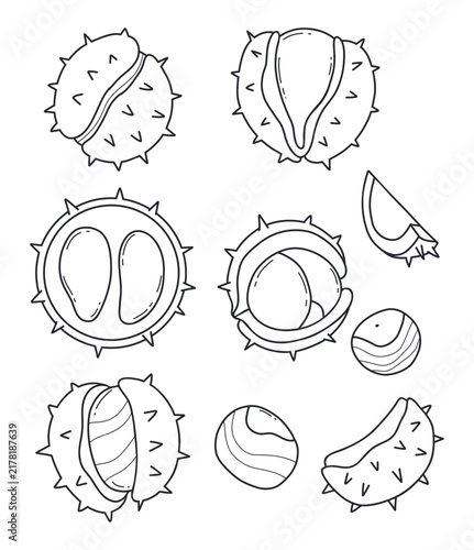 Autumn Chestnut Collection. Whole, Open And Peeled, Cracked Nuts In Spiky Husks. Isolated Outline Hand Drawn. Fall Harvest. Vector Illustration. Black Linear Art On White Background.