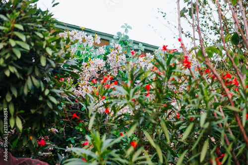 Fotografie A variety of flowers bloom in a garden, showcasing colors like red and white against lush greenery