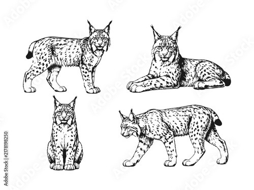 Obraz na plátne Hand Drawn Lynx Sketch Set Collection