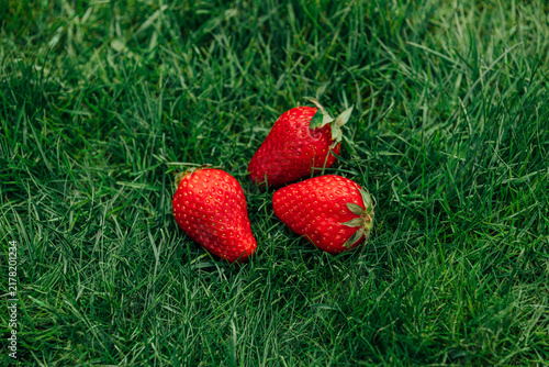 Three juicy ripe strawberries on green grass, close-up top view, spring freshness