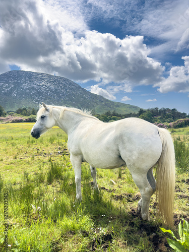 Bild auf Leinwand White Connemara pony grazing in a wild meadow with Diamond Hill in the background , Connemara, Ireland, under a dramatic blue sky with clouds