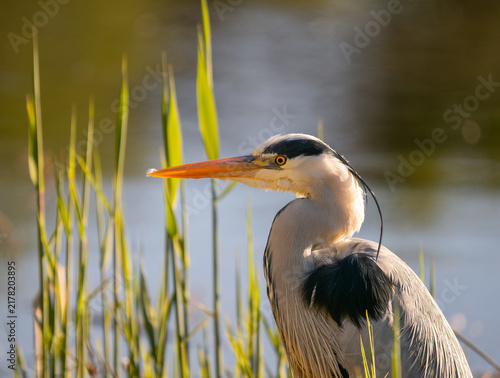 Obraz na plátně Graureiher (Ardea cinerea) vor Schilf und See