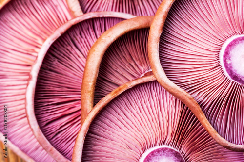 Textured background of violet mushrooms purple lepista close-up, macro with selective focus
