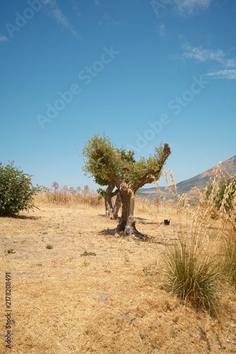Vertical view of an ancient gnarled olive tree in a dry Mediterranean landscape near Segesta, Sicily, Italy
