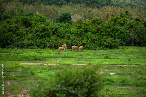 Photography A herd of elephants in the forest, in nature.