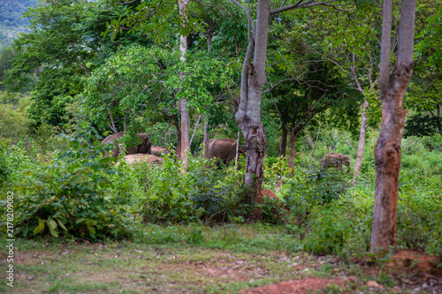 Photography A herd of elephants in the forest, in nature.