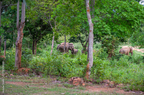Photography A herd of elephants in the forest, in nature.