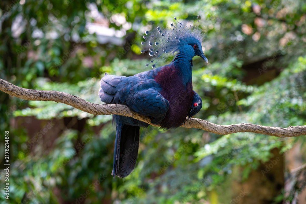 Fototapeta premium Victoria Crowned Pigeon (Goura victoria) on a tree branch