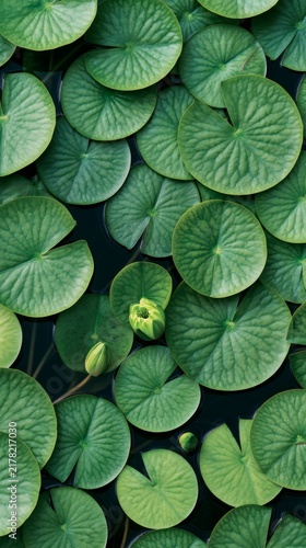 Green lily pads floating on dark water surface