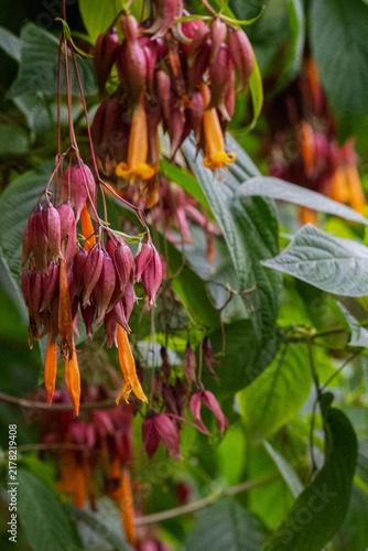Golden Fuchsia - Deppea Splendens / Csapodya Splendens