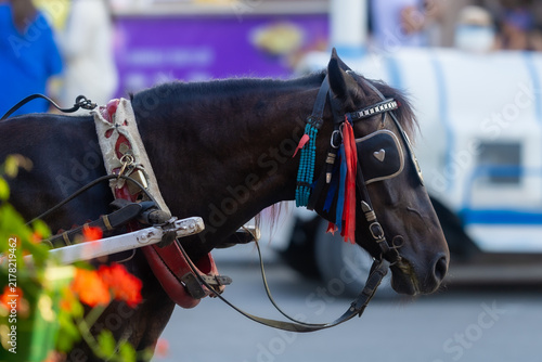 Foto Close-up of a Decorated Carriage Horse at Sunset