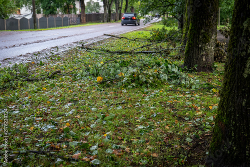 Broken Branches Beside a Wet Road After an Autumn Storm
