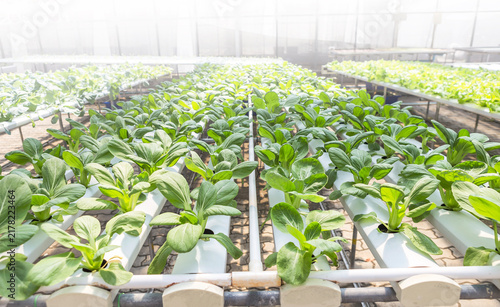 Quadro su tela Pak Choi from Hydroponic farming, organic vegetable, healthy food