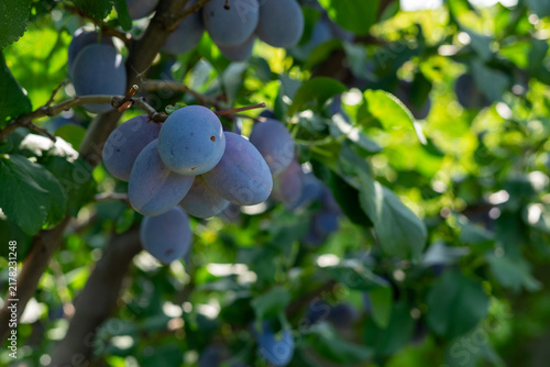 Fotografie Abundance of purple plums ripening on a tree branch