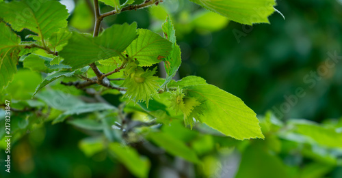 Foto Young green hazelnuts growing on a tree branch among leaves