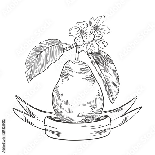 A pear tree with leaves, flowers, and a ribbon banner. A vector illustration made by hand with ink. Botanical composition for labels, packaging, jams, juices and farm products. Vector illustration