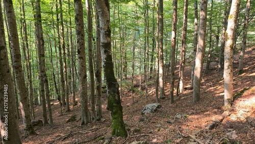 Canvastavla Sunbeams filtering through beech trees in dense Pyrenean forest