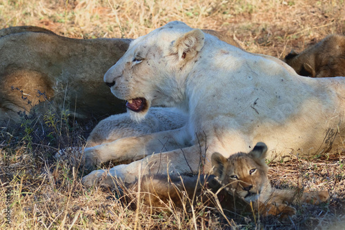 Photography White Lion and Tawny Lioness Resting Together Timbavati