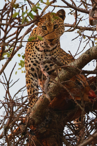 Obraz na płótnie Leopard in Tree With Impala Kill Timbavati Greater Kruger