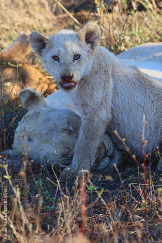 Obraz na płótnie White Lion Cub Sitting Direct Gaze Timbavati Greater Kruger