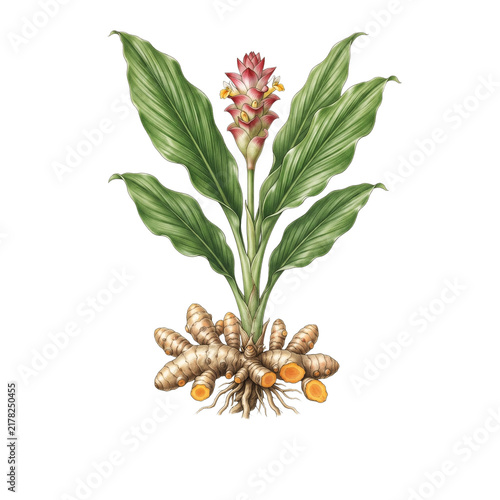 Detailed botanical illustration of a turmeric plant with green leaves and rhizome roots on black background