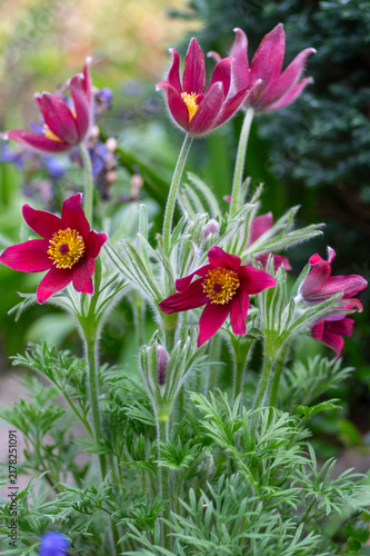Принти на полотні Pulsatilla vulgaris red pasque flower macro in bloom, spring windflower flowerin