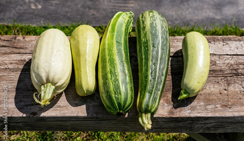 Fotografie Fresh harvested zucchini and marrow squash varieties lying on rustic wooden bench in garden