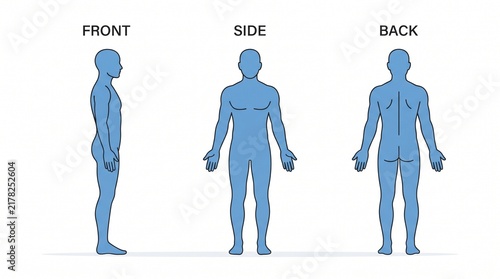 Human Body Anatomy Reference Sheet Showing Front Side And Back Silhouette Views On White Background