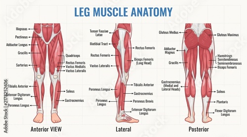 Human Leg Muscle Anatomy Diagram Showing Anterior Lateral And Posterior View With Muscle Labels