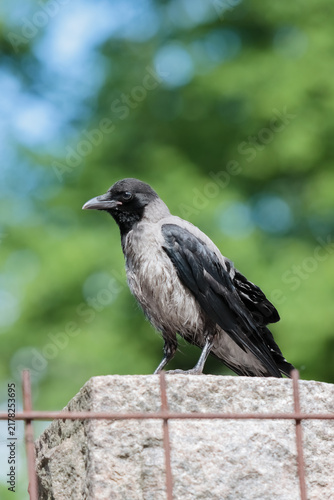 Curious and hungry hooded crow (Corvus corone cornix), also called just hoodie. It is an ashy-grey bird with black head, throat, wings, tail, and thigh feathers, eyes, and feet.