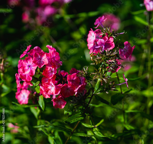 Foto Pink phlox