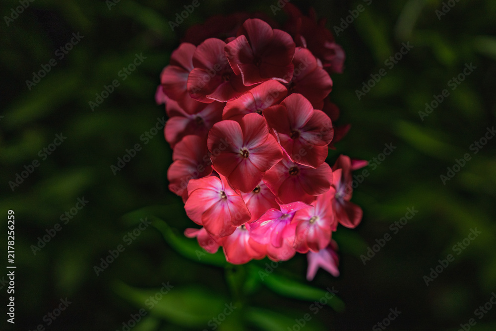 Obraz premium Pink phlox on a black background