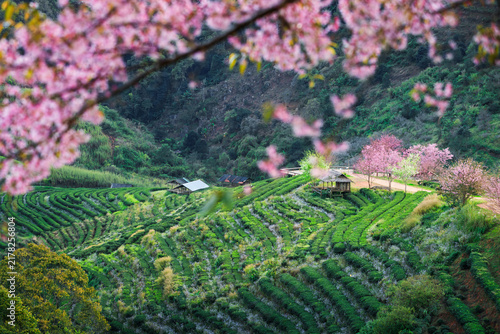 Landscape of Tea plantation with Wild himalayan cherry blossom  at Doi Ang Khang in Chiang mai, Thailand