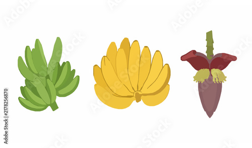 Ripe yellow banana bunch unripe green bananas and banana inflorescence botanical vector collection