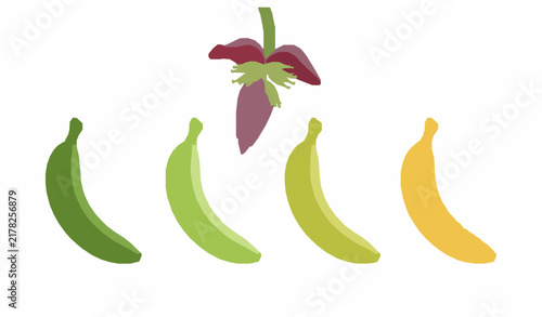 Banana fruit ripening stages from green unripe to yellow ripe with banana plant inflorescence vector