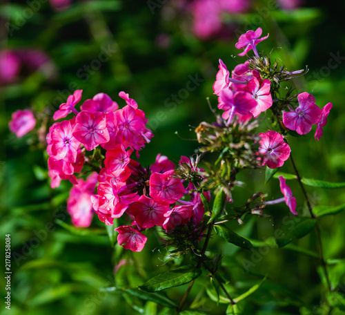 Foto Pink phlox