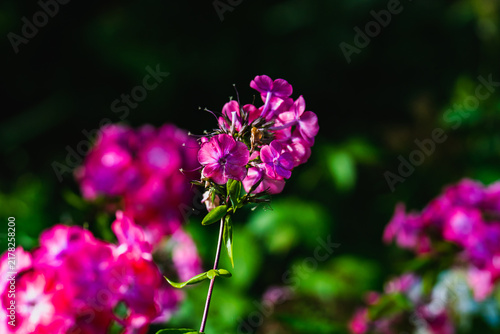 Pink phlox