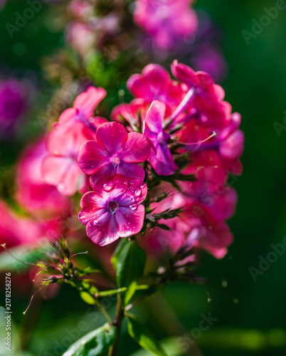 Pink phlox