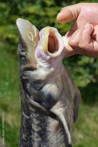 Man holds freshly caught fish in his one hand, demonstration of sturgeon fish, close-up. Fish farm.