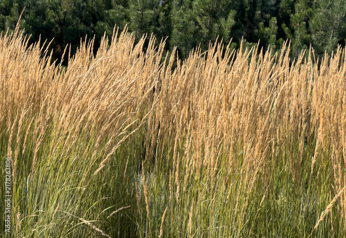 Golden Feather Reed Grass or Calamagrostis acutiflora 
