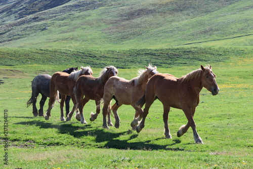 фотографія Group of horses trotting in line across green mountain meadow