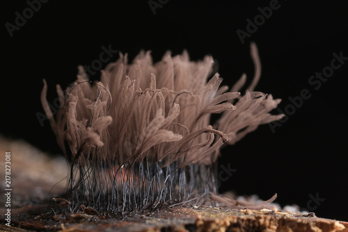 Plasmodium, small unusual mushrooms, mushroom spores, mycelium macro photo