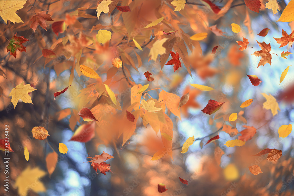 Obraz premium leaf fall, falling flying autumn yellow leaves, autumn background, autumn landscape