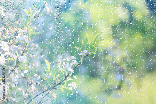 background of rain drops on glass, abstract summer grass and flowers in wet nature freshness