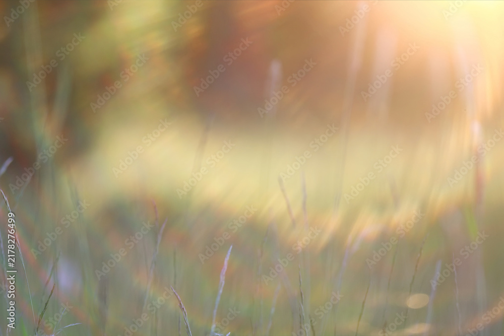 Obraz premium Sunny day on a field of wild grasses and flowers, abstract blurred background of summer nature