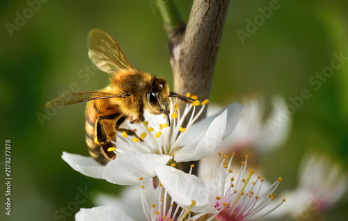 Bild auf Leinwand Blüten der Kirschpflaume (Prunus cerasifera) in Nahaufnahme am Baum mit einer We