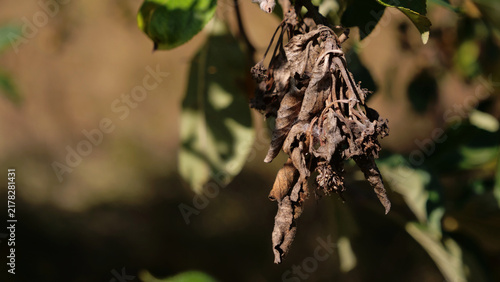 Foto Dried dead brown leaves affected by plant disease or drought on fruit tree branc