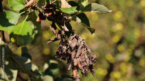 Quadro su tela Dried dead brown leaves caused by fire blight disease on apple tree branch in or