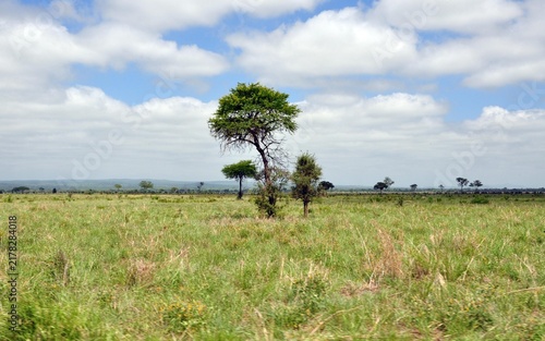 Mikumi-Nationalpark Tansania